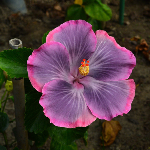 Tahitian Lavender Mist